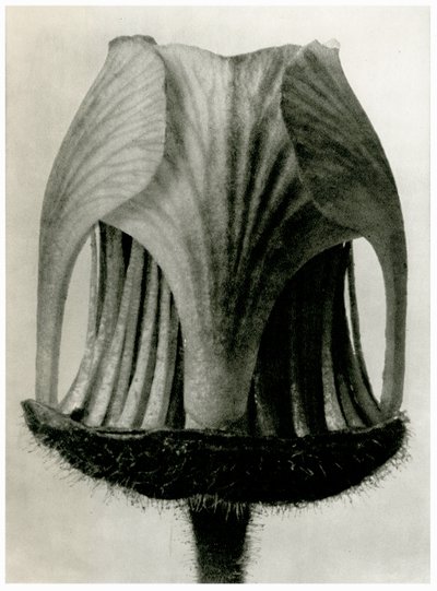 Geum Rivale. 1929 (fotogravyr) av Karl Blossfeldt