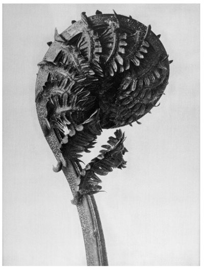 Ursprungliga konstformer av Karl Blossfeldt