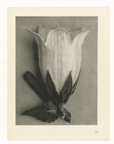 Växtstudier Arketyper av konst: fotografiska bilder av växter (serietitel) av Karl Blossfeldt