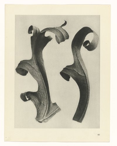 Växtstudier Arketyper av konst: fotografiska bilder av växter (serietitel) av Karl Blossfeldt