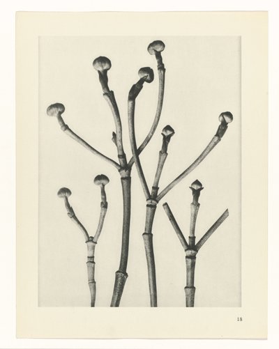 Växtstudier Arketyper av konst: fotografiska bilder av växter (serietitel) av Karl Blossfeldt