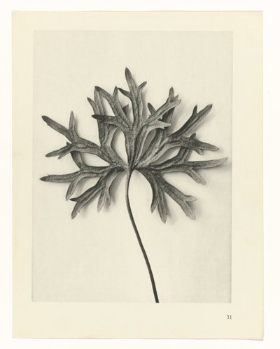Växtstudier Arketyper av konst: fotografiska bilder av växter (serietitel) av Karl Blossfeldt