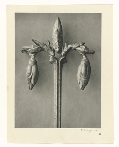 Växtstudier Arketyper av konst: fotografiska bilder av växter (serietitel) av Karl Blossfeldt