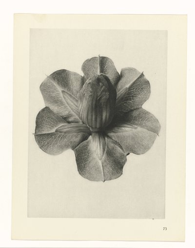 Växtstudier Arketyper av konst: fotografiska bilder av växter (serietitel) av Karl Blossfeldt