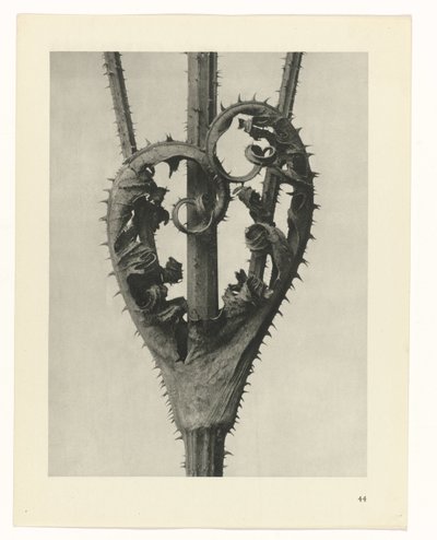 Växtstudier Arketyper av konst: fotografiska bilder av växter (serietitel) av Karl Blossfeldt