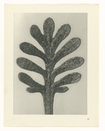 Växtstudier Arketyper av konst: fotografiska bilder av växter (serietitel) av Karl Blossfeldt