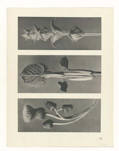 planera studien Archetypes of Art (serietitel) av Karl Blossfeldt