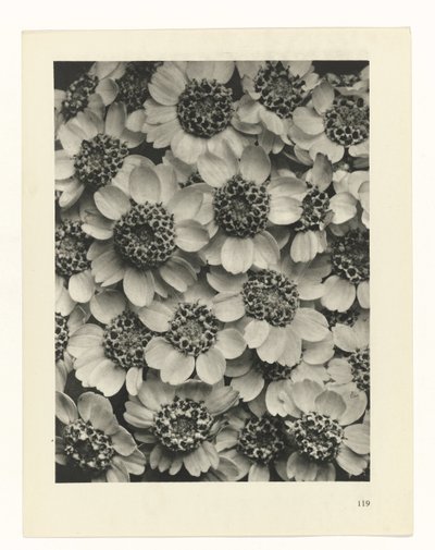 planera studien Archetypes of Art (serietitel) av Karl Blossfeldt