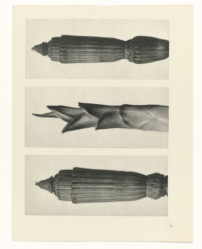 planera studien Archetypes of Art (serietitel) av Karl Blossfeldt
