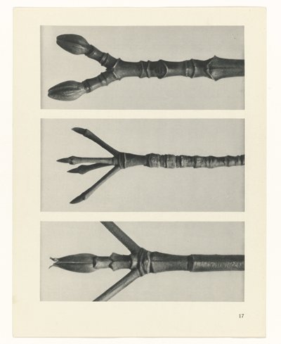 swedish av Karl Blossfeldt
