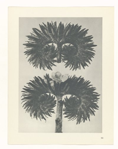 planera studien Archetypes of Art (serietitel) av Karl Blossfeldt