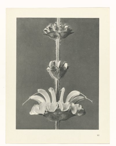 planera studien Archetypes of Art (serietitel) av Karl Blossfeldt