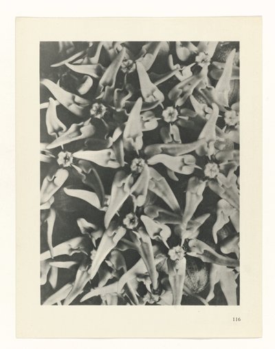 planera studien Archetypes of Art (serietitel) av Karl Blossfeldt