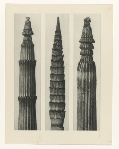 planera studien Archetypes of Art (serietitel) av Karl Blossfeldt