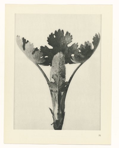 planera studien Archetypes of Art (serietitel) av Karl Blossfeldt