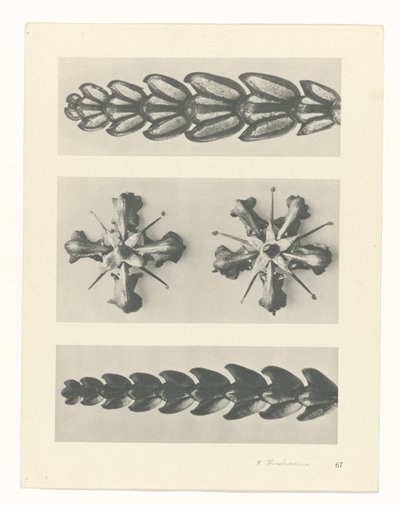 planera studien Archetypes of Art (serietitel) av Karl Blossfeldt