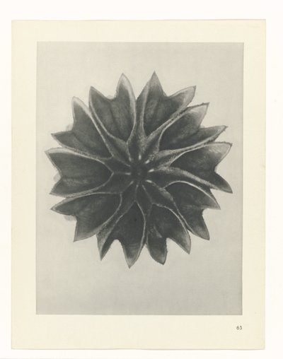 planera studien Archetypes of Art (serietitel) av Karl Blossfeldt