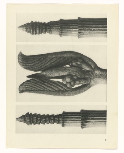 planera studien Archetypes of Art (serietitel) av Karl Blossfeldt