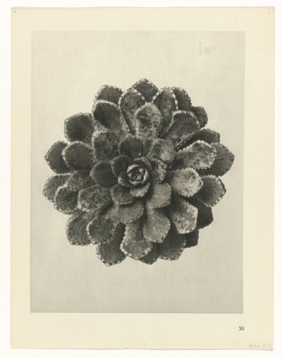 planera studien Archetypes of Art (serietitel) av Karl Blossfeldt