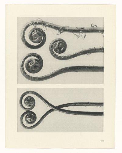 planera studie Archetypes of Art (serietitel) av Karl Blossfeldt
