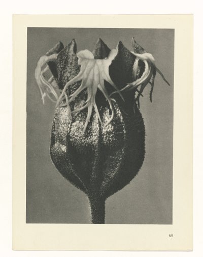 planera studien Archetypes of Art (serietitel) av Karl Blossfeldt