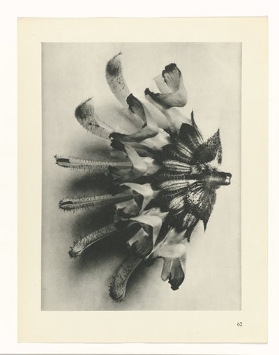 planera studien Archetypes of Art (serietitel) av Karl Blossfeldt