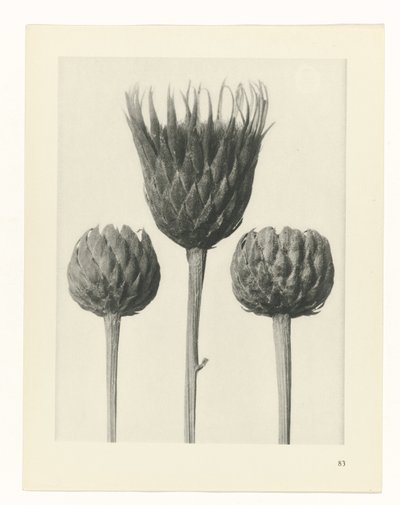 planera studien Archetypes of Art (serietitel) av Karl Blossfeldt