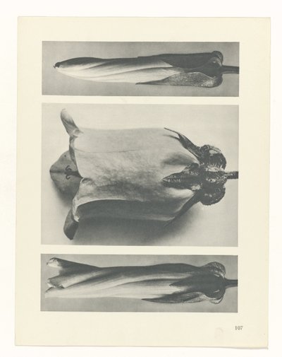 planera studien Archetypes of Art (serietitel) av Karl Blossfeldt