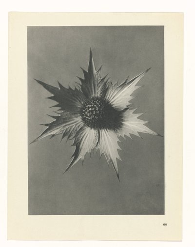 planera studien Archetypes of Art (serietitel) av Karl Blossfeldt