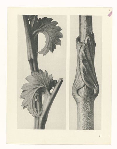 planera studien Archetypes of Art (serietitel) av Karl Blossfeldt