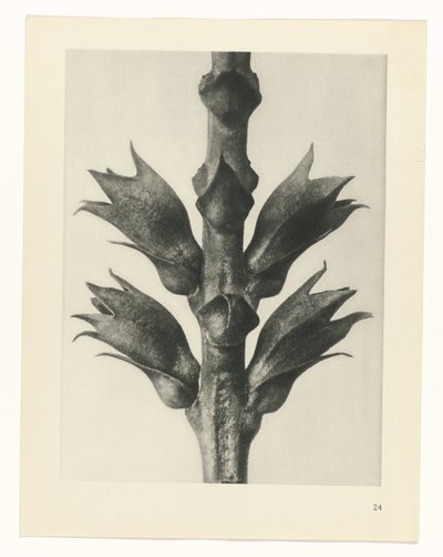 planera studien Archetypes of Art (serietitel) av Karl Blossfeldt