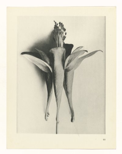 planera studien Archetypes of Art (serietitel) av Karl Blossfeldt