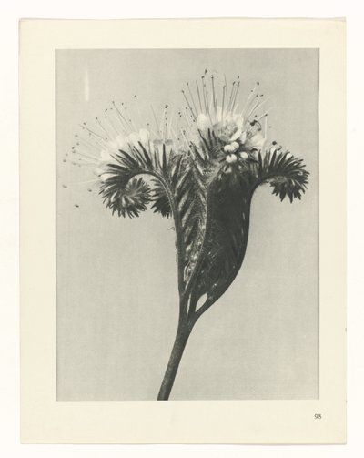 planera studien Archetypes of Art (serietitel) av Karl Blossfeldt