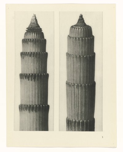 planera studien Archetypes of Art (serietitel) av Karl Blossfeldt