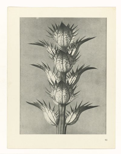 planera studie Archetypes of Art (serietitel) av Karl Blossfeldt