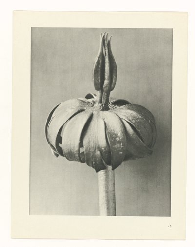 planera studien Archetypes of Art (serietitel) av Karl Blossfeldt
