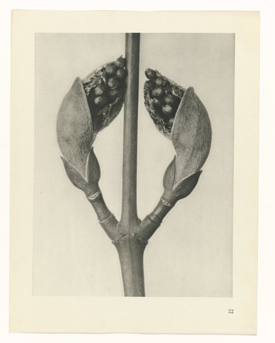 planera studie Archetypes of Art (serietitel) av Karl Blossfeldt