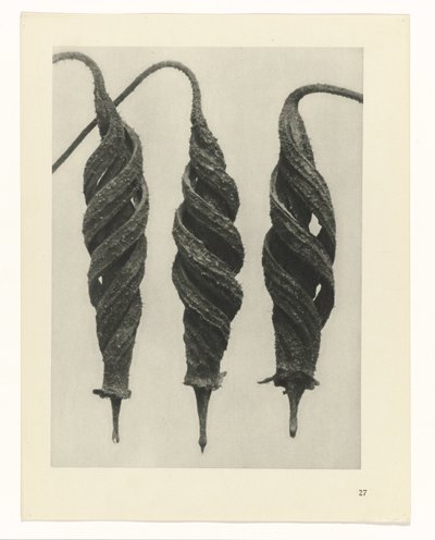 planera studien Archetypes of Art (serietitel) av Karl Blossfeldt