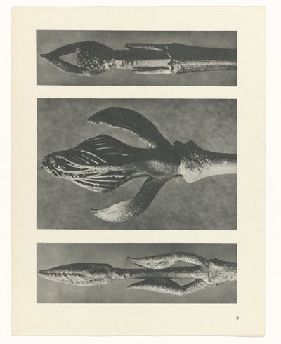 planera studie Archetypes of Art (serietitel) av Karl Blossfeldt