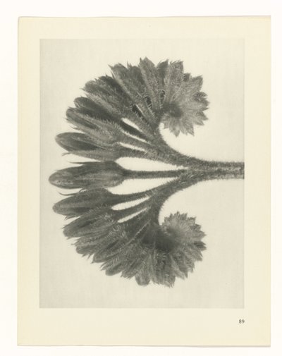 planera studien Archetypes of Art (serietitel) av Karl Blossfeldt