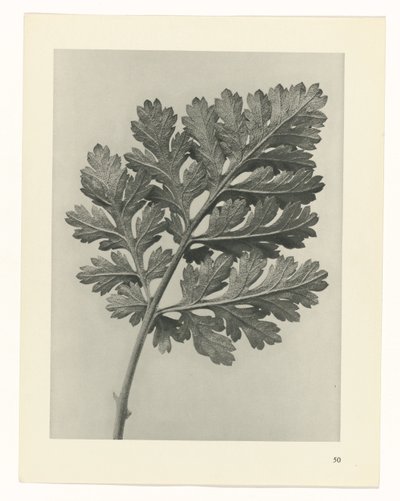 planera studie Archetypes of Art (serietitel) av Karl Blossfeldt