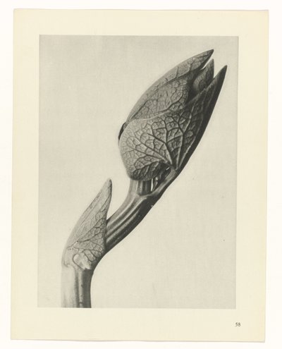 planera studien Archetypes of Art (serietitel) av Karl Blossfeldt