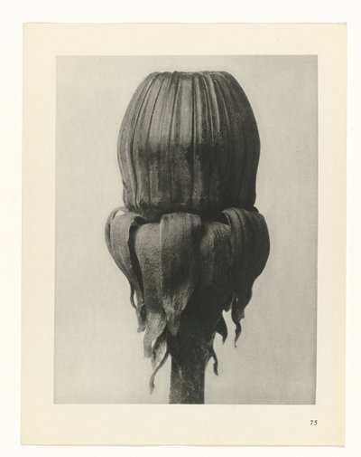 planera studien Archetypes of Art (serietitel) av Karl Blossfeldt
