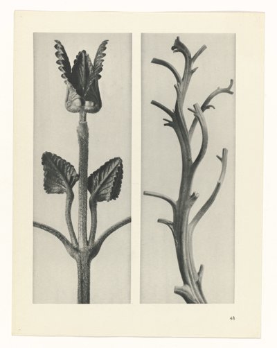 planera studien Archetypes of Art (serietitel) av Karl Blossfeldt
