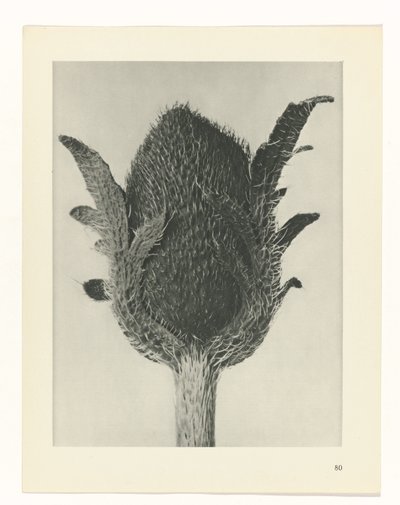 planera studien Archetypes of Art (serietitel) av Karl Blossfeldt