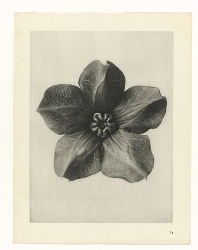 planera studien Archetypes of Art (serietitel) av Karl Blossfeldt