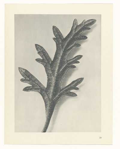planera studien Archetypes of Art (serietitel) av Karl Blossfeldt