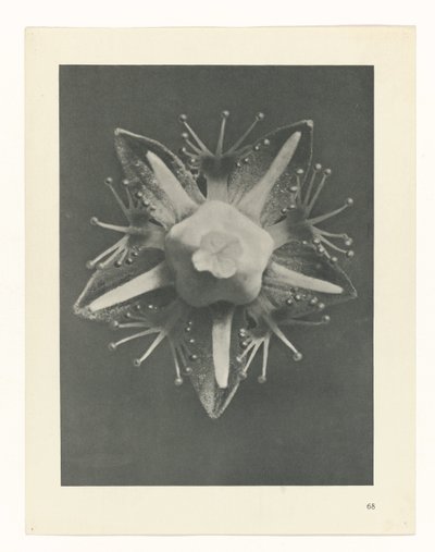 planera studien Archetypes of Art (serietitel) av Karl Blossfeldt