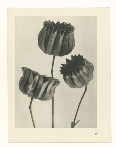 planera studien Archetypes of Art (serietitel) av Karl Blossfeldt