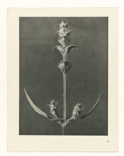 planera studien Archetypes of Art (serietitel) av Karl Blossfeldt